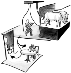 Illustration of a person milking cows, and then going home to eat and use the restroom.